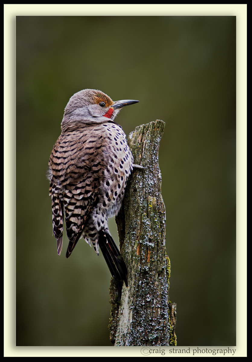 Flicker Awakening