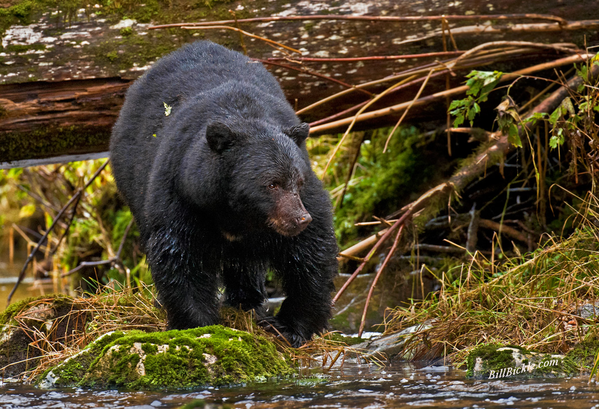 Lumbering.. Black Bear  