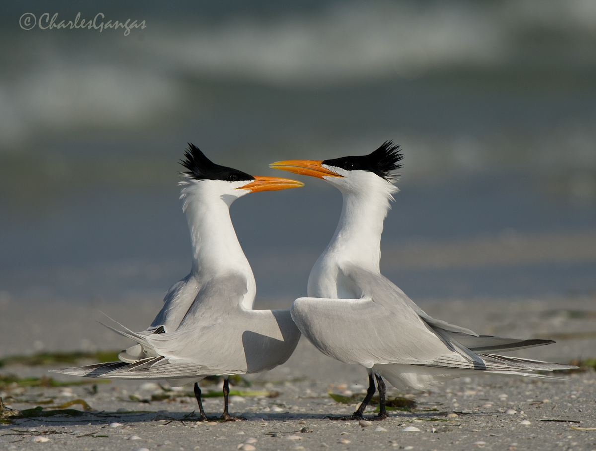 Dancing Terns