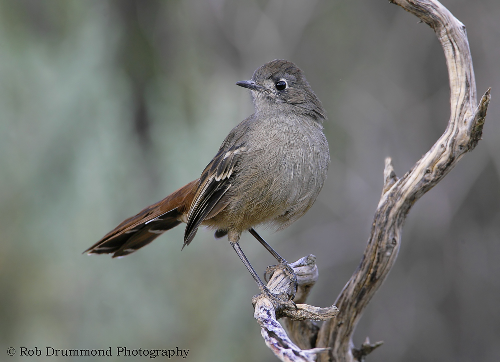 Southern Scrub-robin