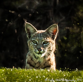 Baby Bobcat + repost