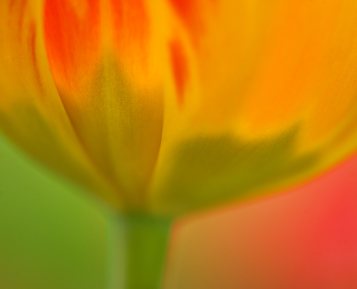 Spumone Tulip