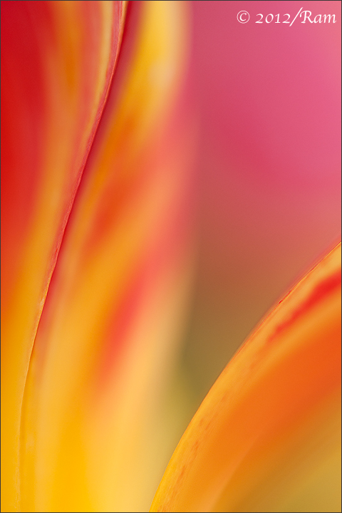 Tulip Abstract-3