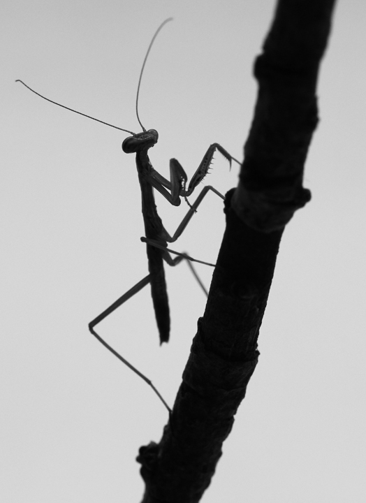 Tiny Hunter+size photo