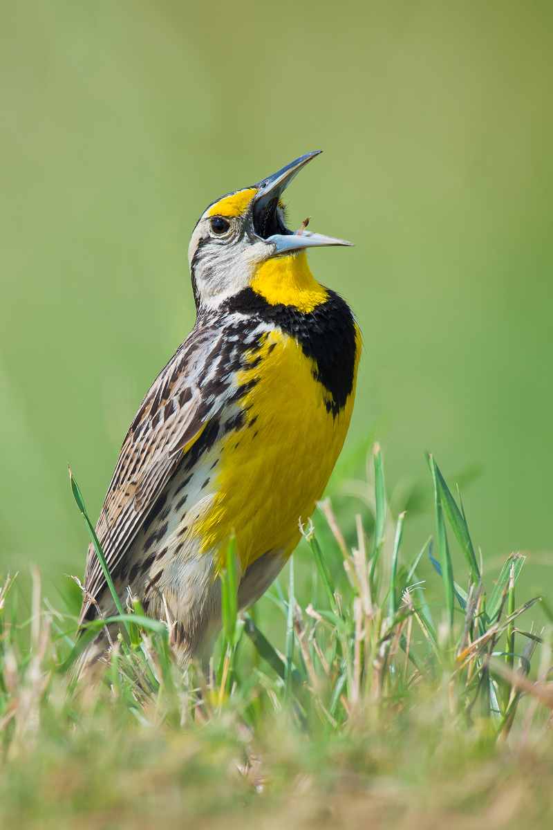 Meadowlark