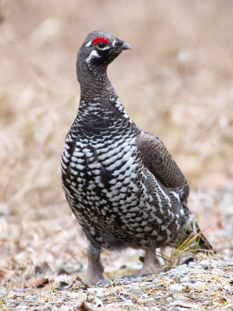 Spruce Grouse Male