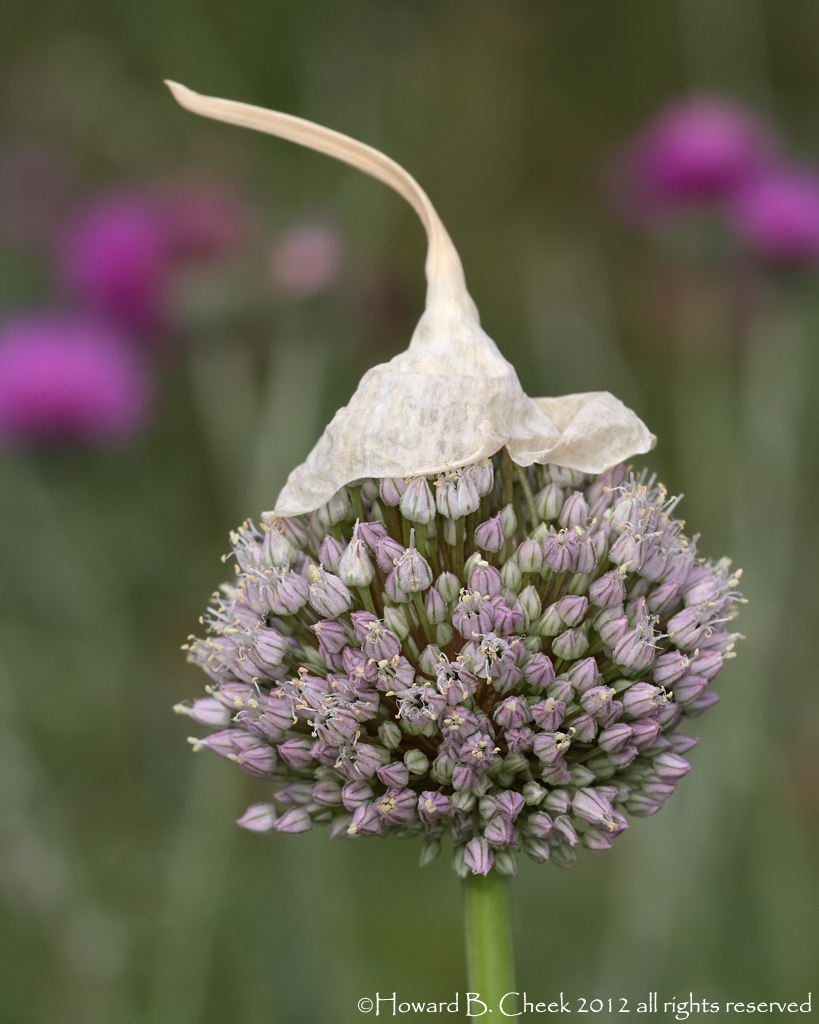 Wild Onion
