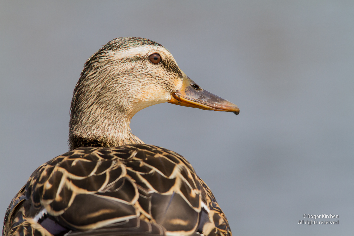 Mallard Hen Portrait