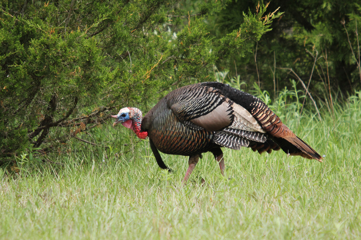 First Turkey