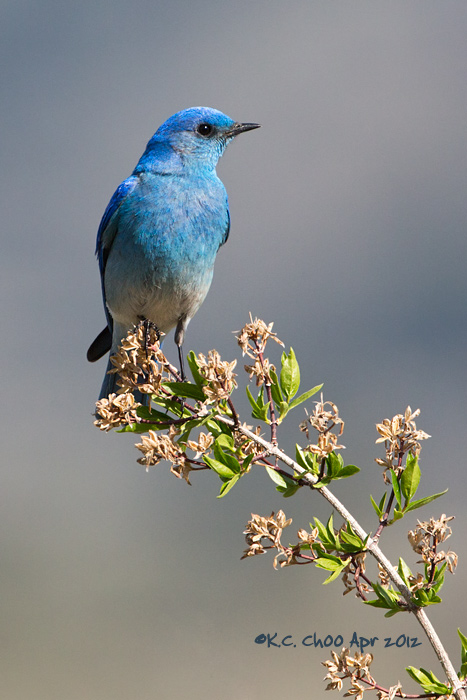 Mountain Bluebird