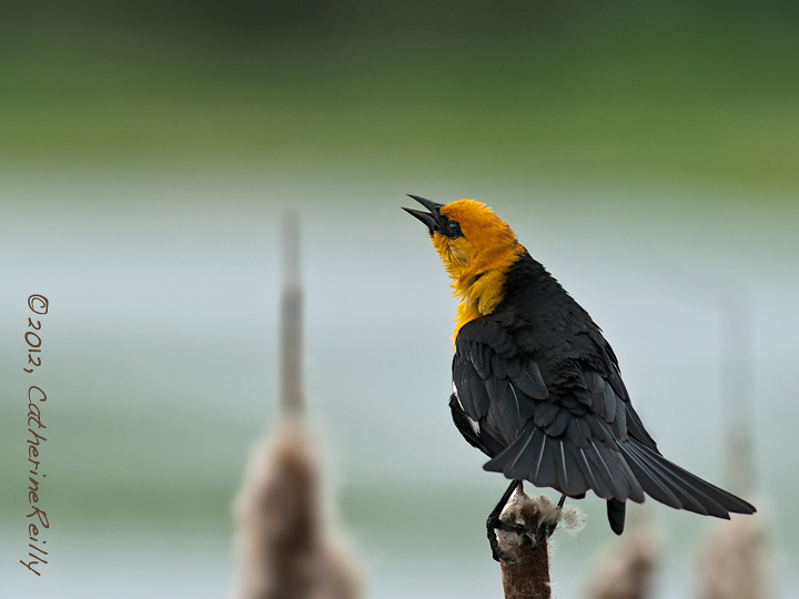 Yellow-Headed Blackbird
