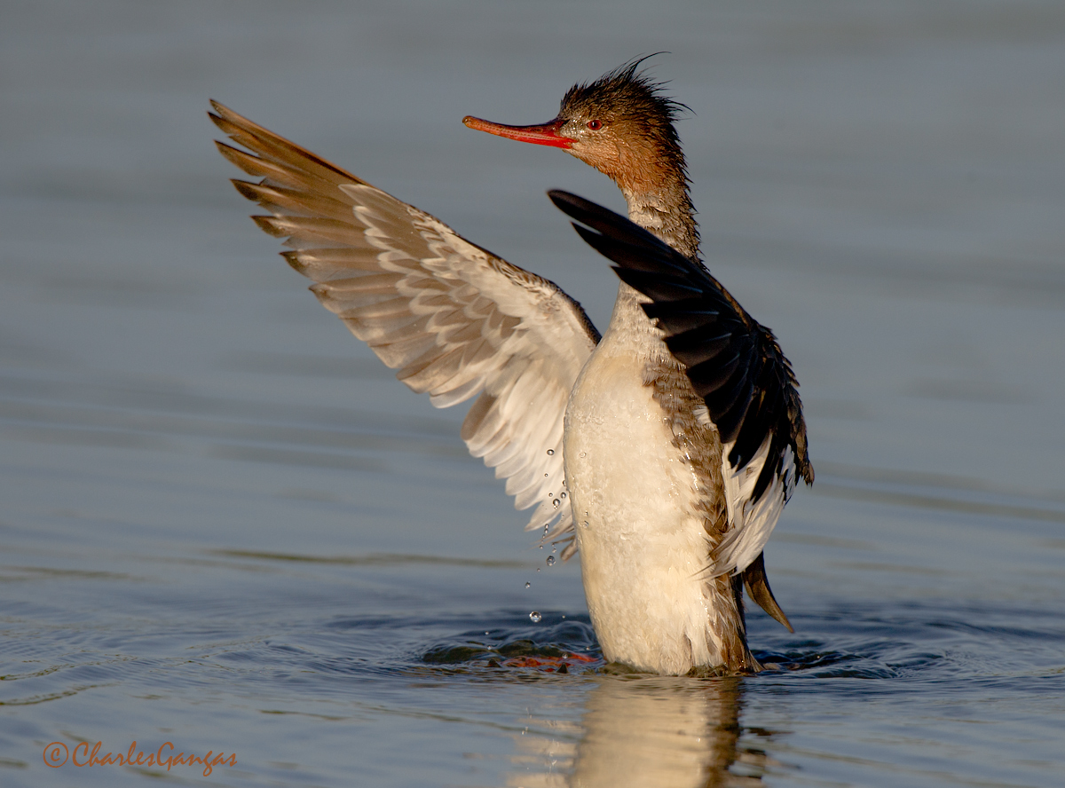 Red-breasted/drying off