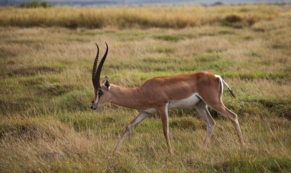 Grant's Gazelle