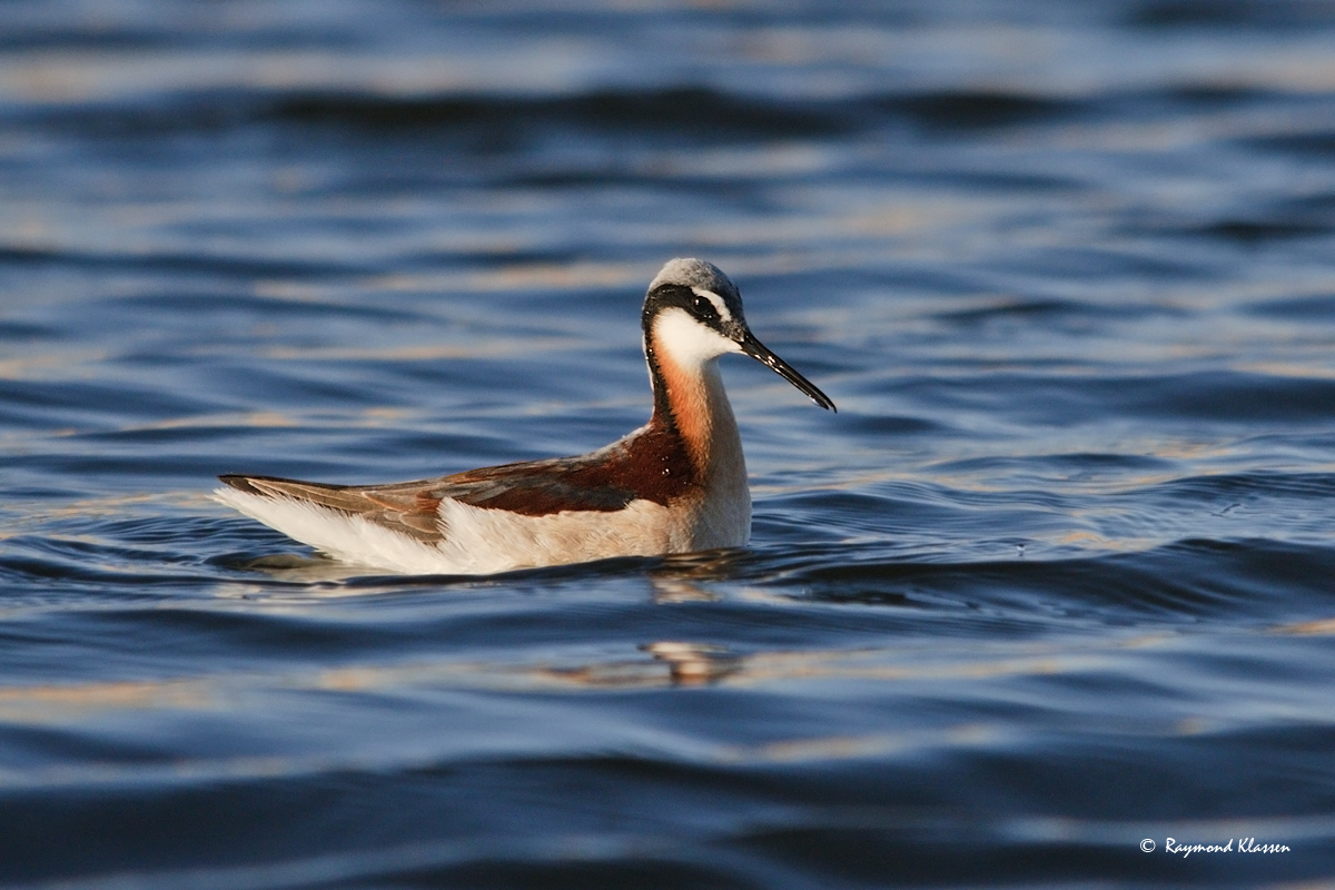 Wilson's Phalarope