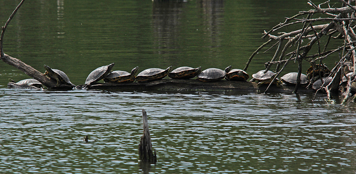 Turtles