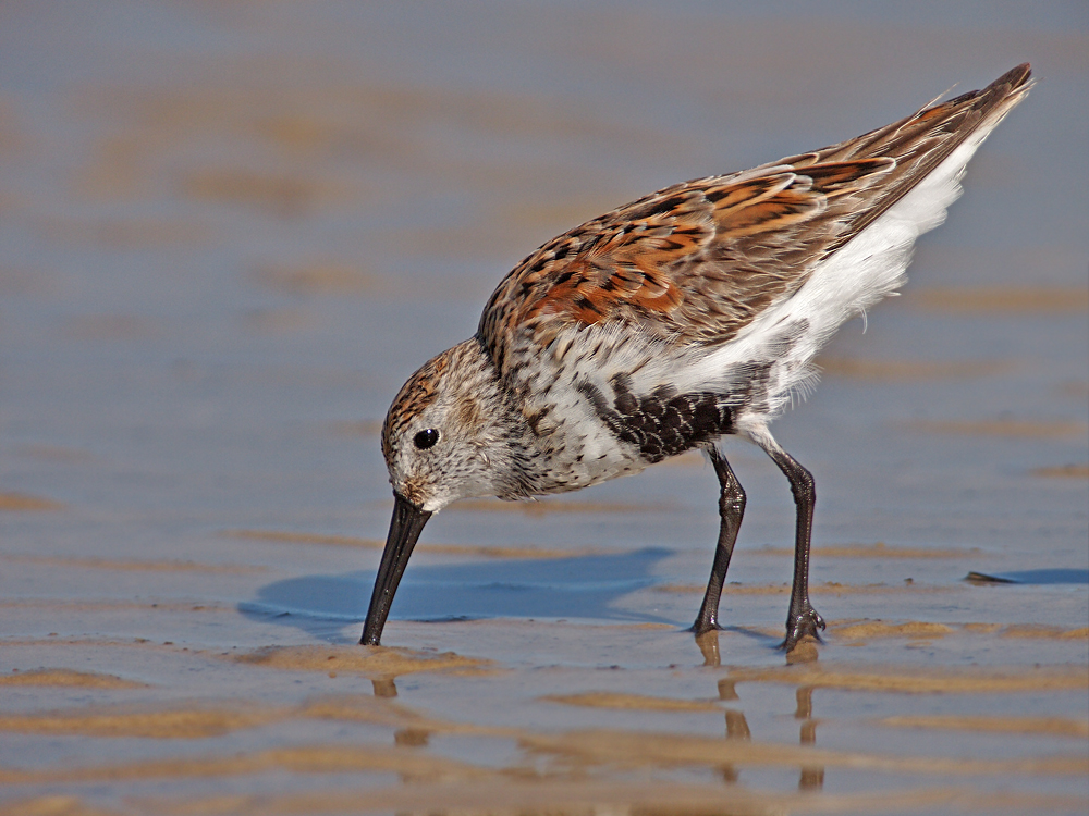 Dunlin at Close Range
