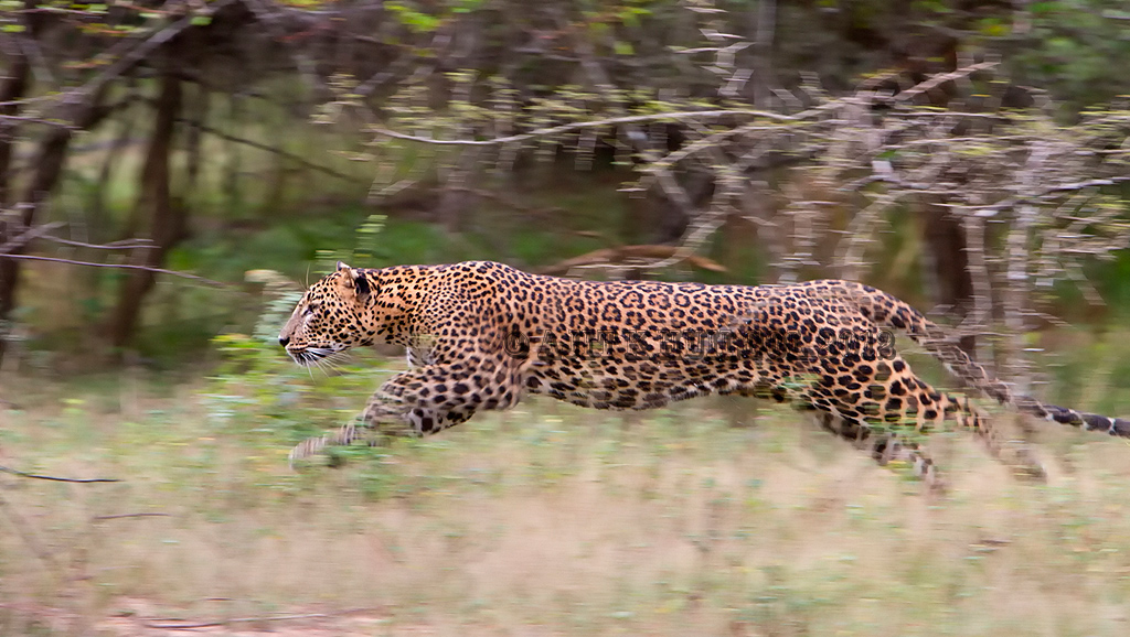 Leopard on hunt!