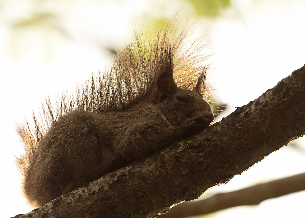 Korean Squirrel