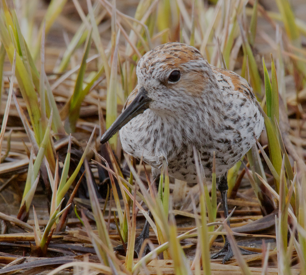 Semi-palmated Sandpiper