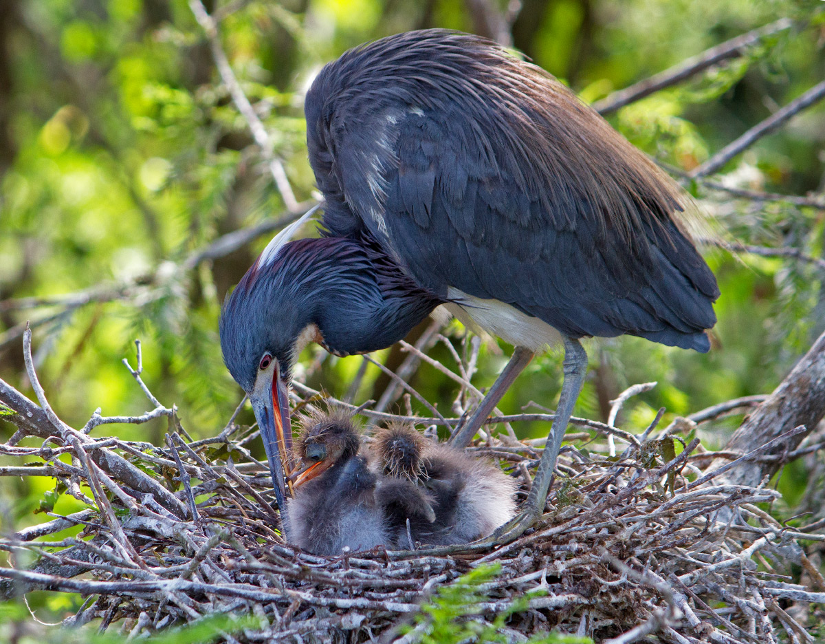 Tricolored Herons