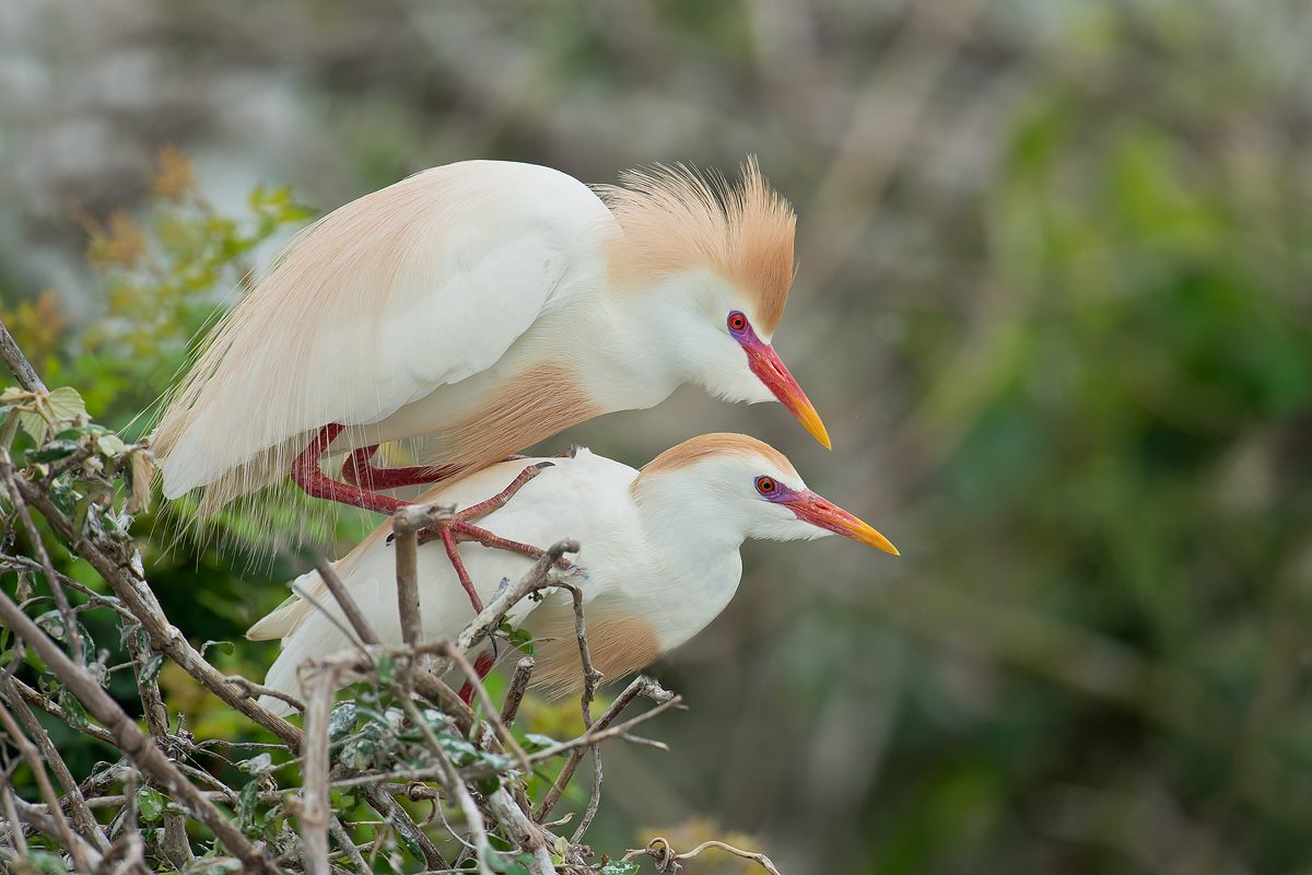 Cattle Egrets Mating