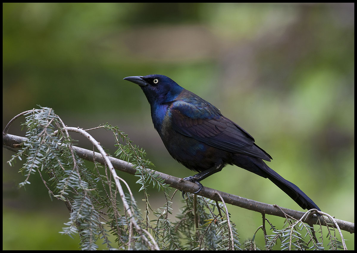 Boat-tailed Grackle 