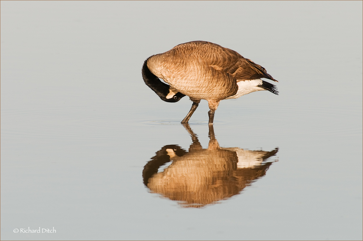 Canada Goose