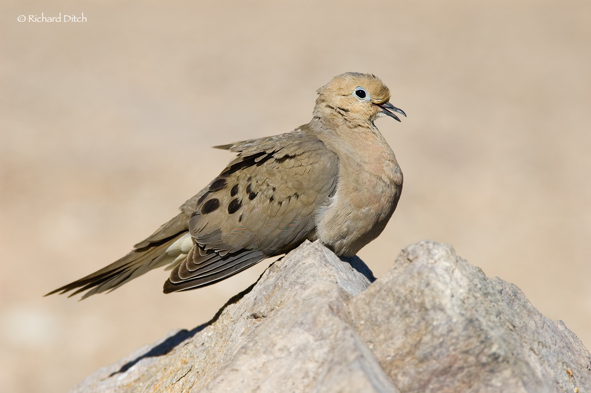 WC 533-Monochrome Dove