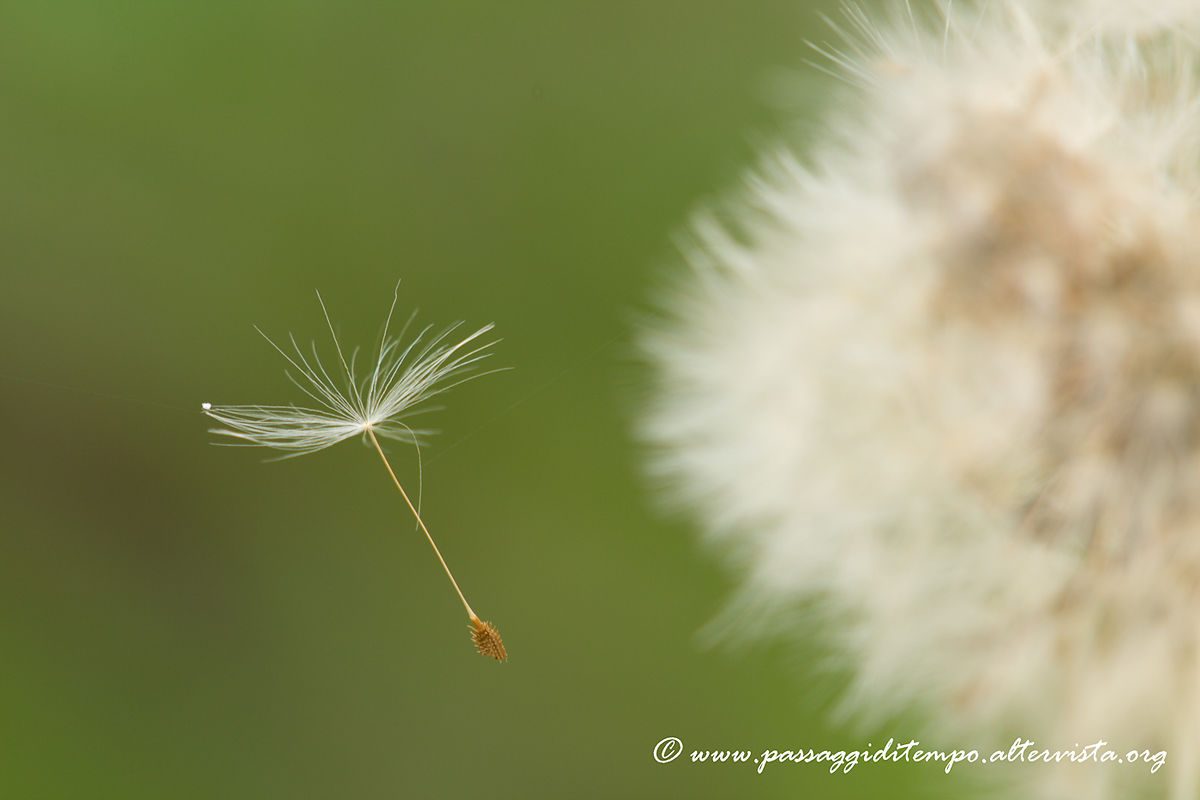 Dandelion/2