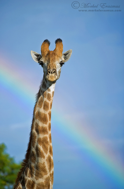 Technicolor Giraffe