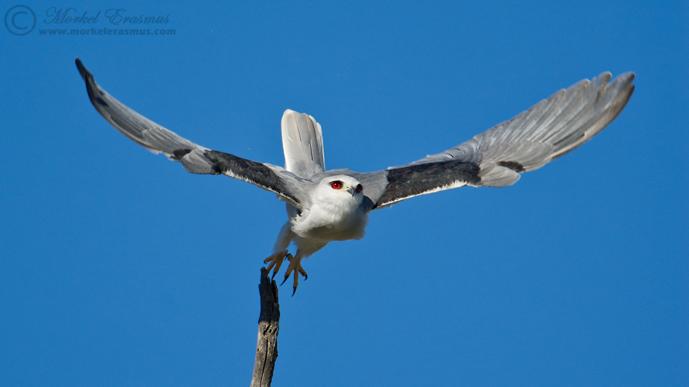 Black-Shouldered Kite