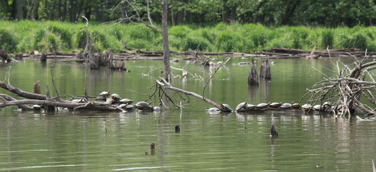More turtles