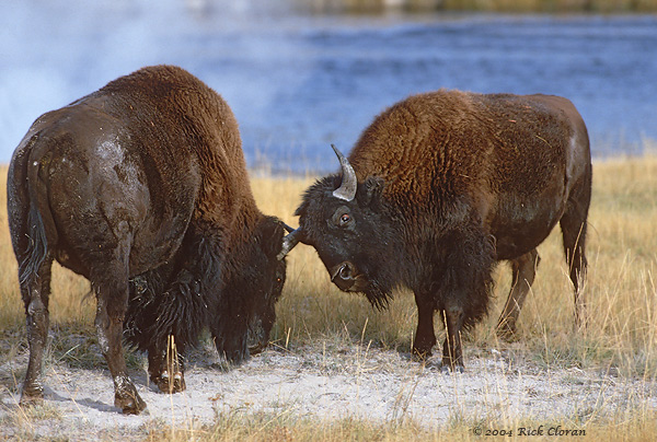 Bison Face Off