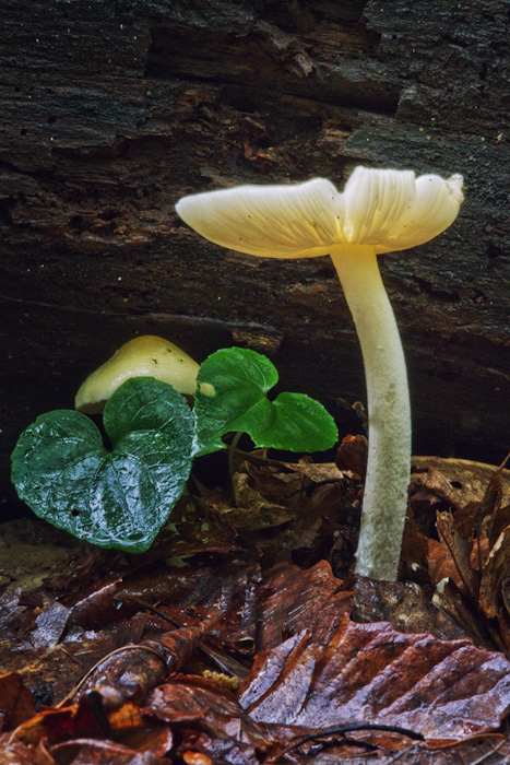 Mushroom in the rain