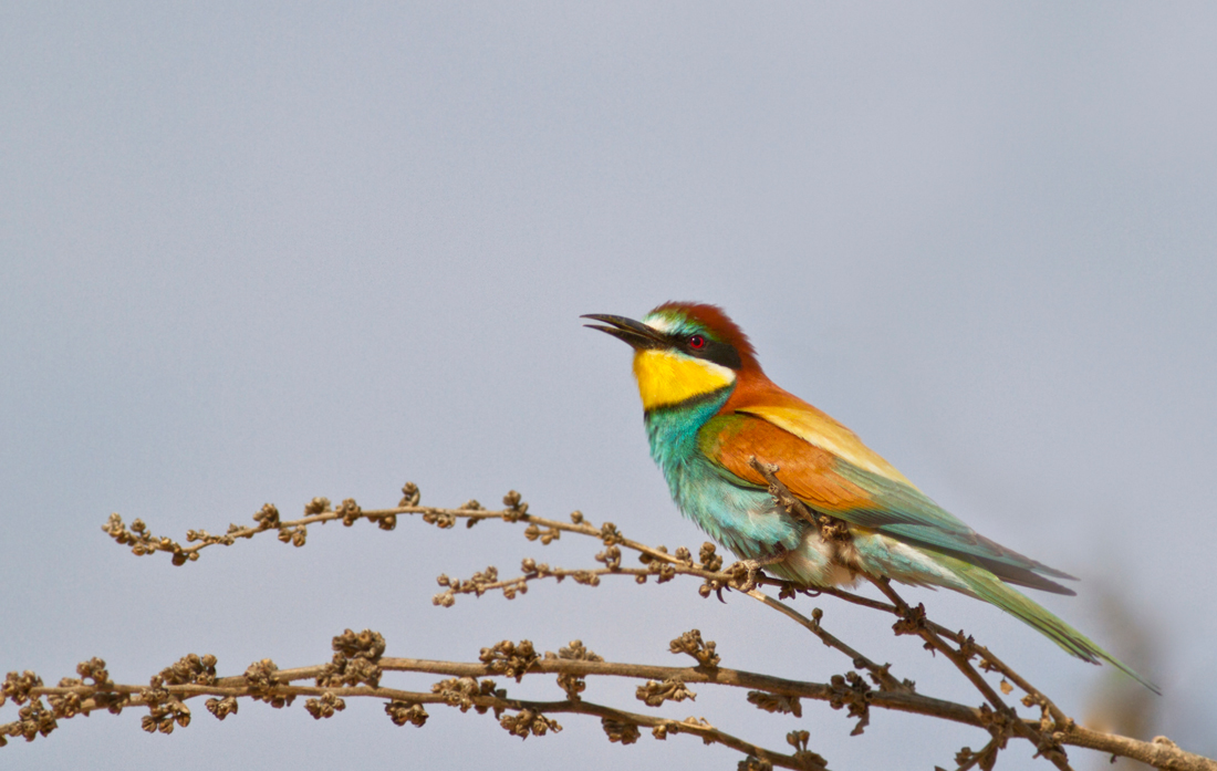 Bee Eater