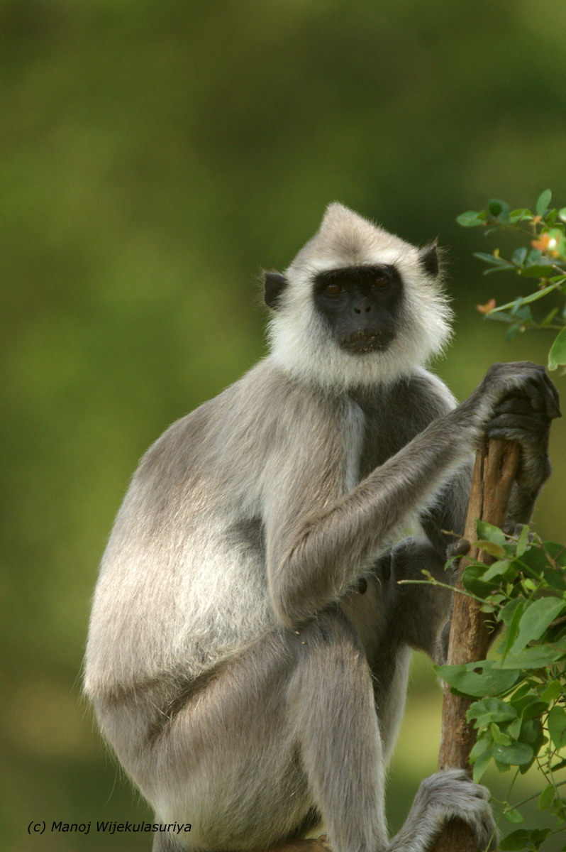 Gray langur