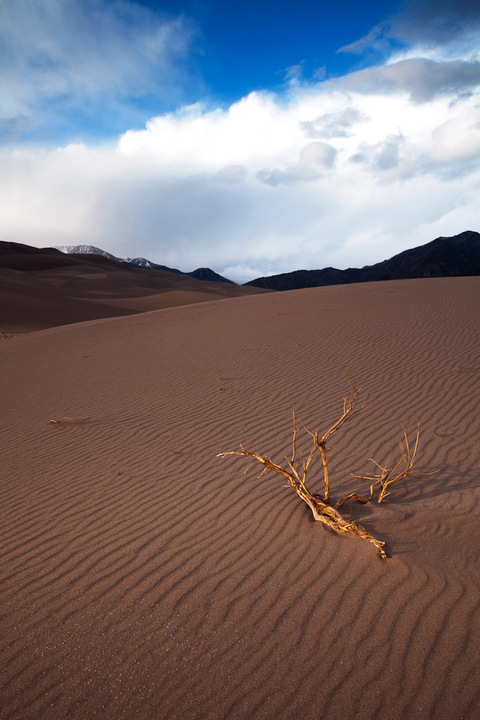 Desert Wind