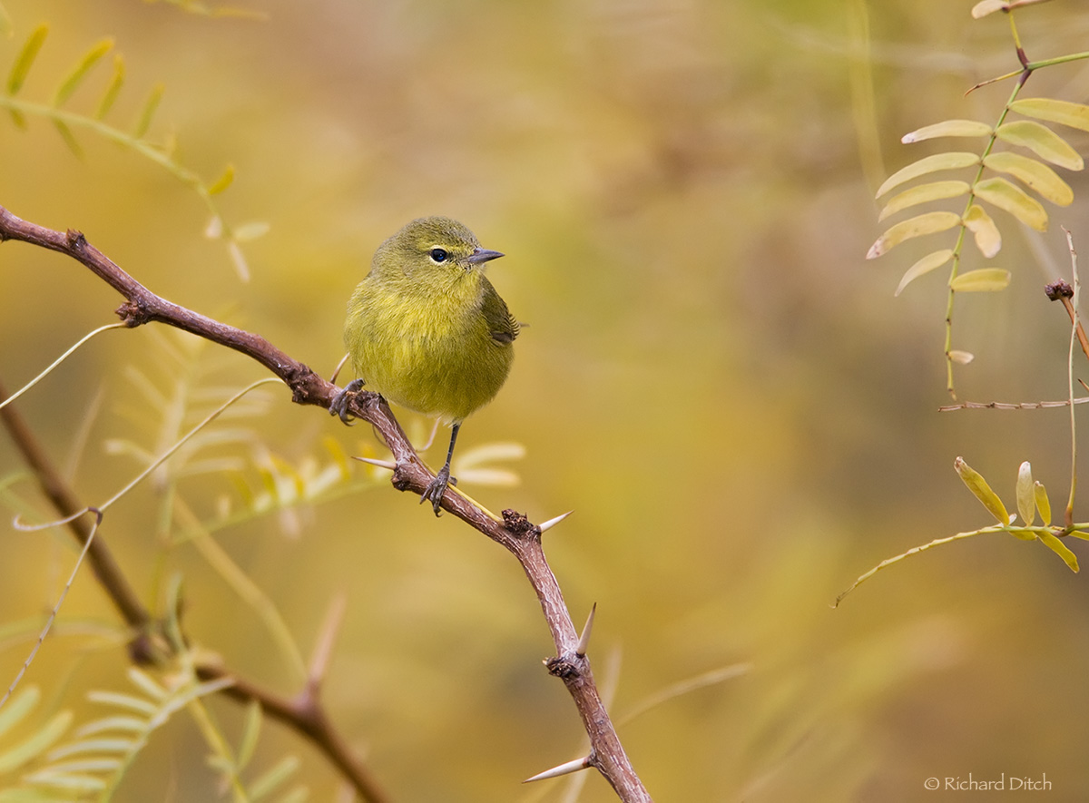 Orange-crowned Warbler