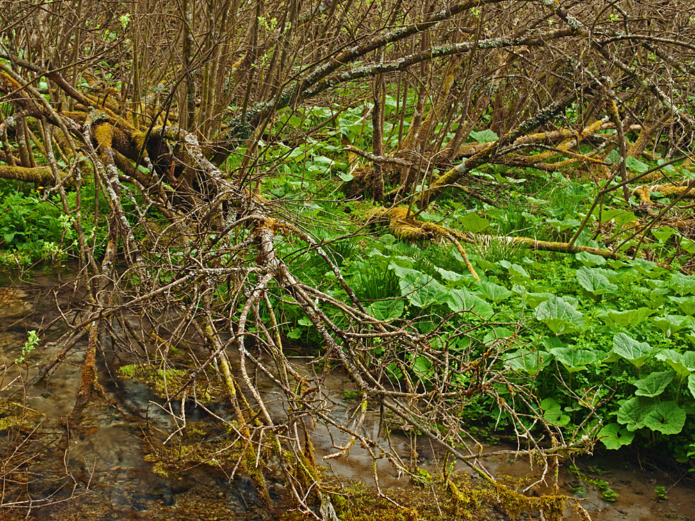 Alpine Wilderness