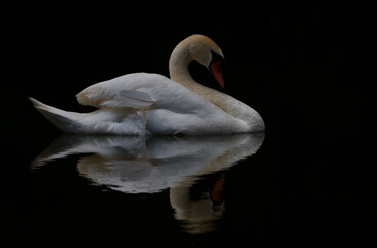 Mute Swan?