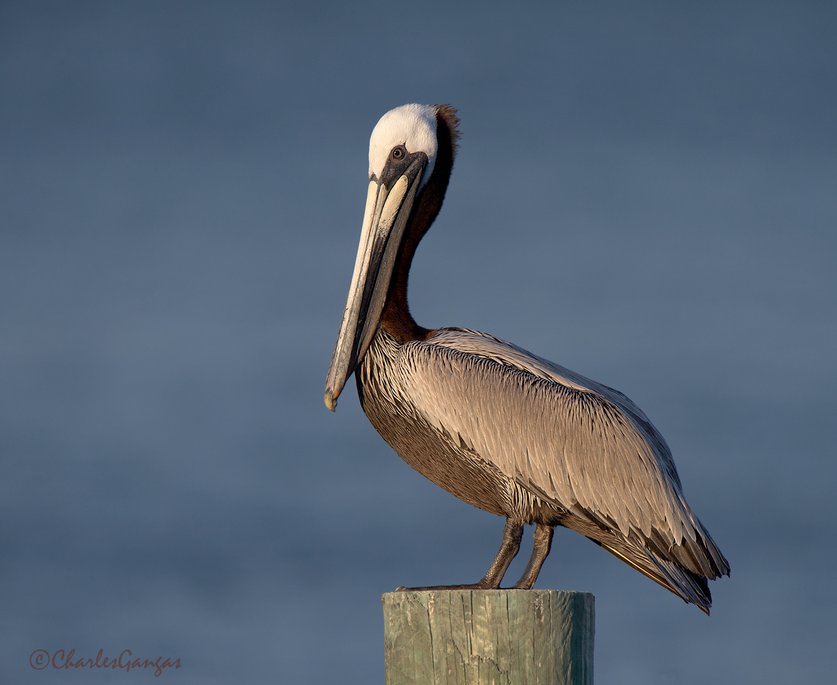 Brown Pelican 