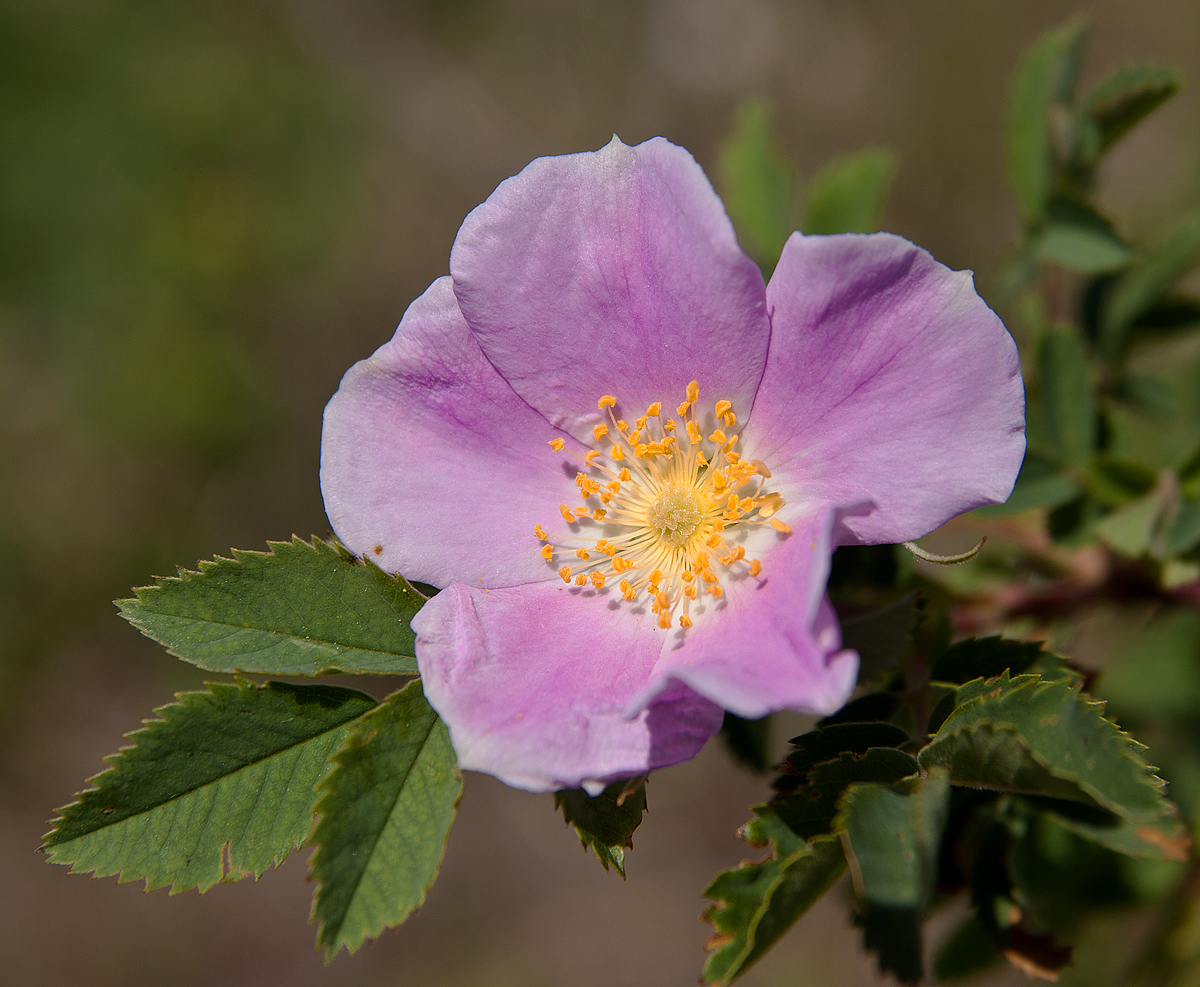 Wild Rose