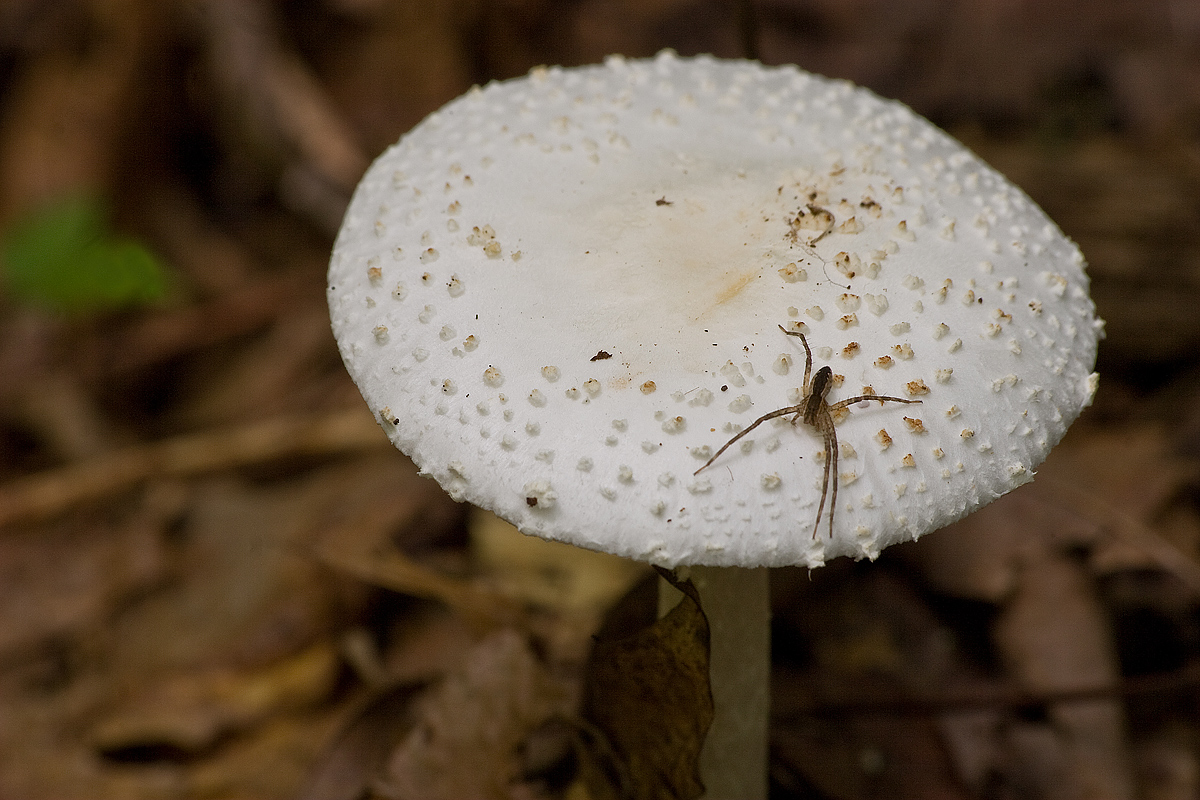 Spider on Mushroom