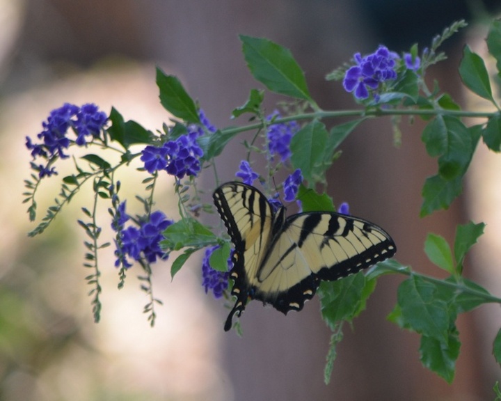 Tiger Swallowtail