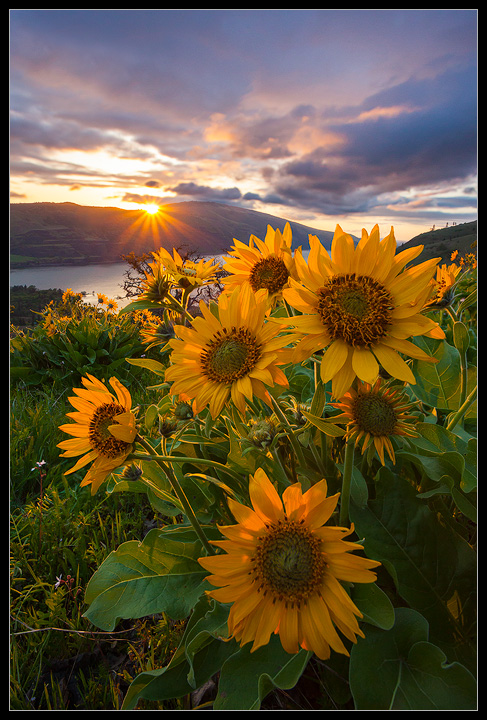 Rowena Sunburst + Repost