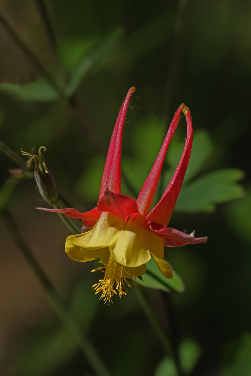 Columbine