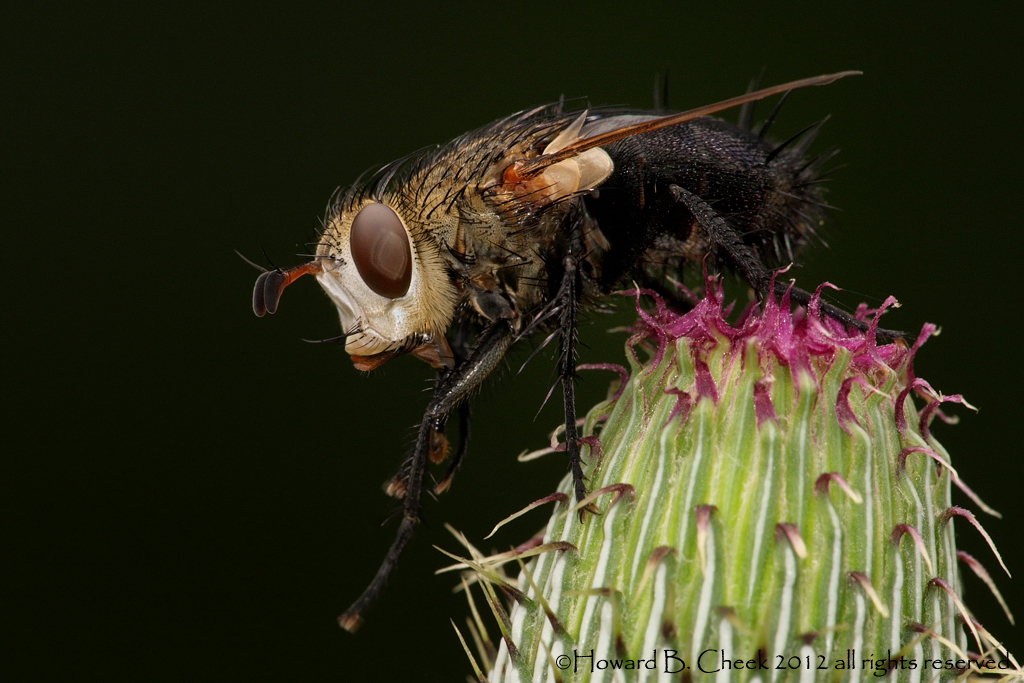Thistle Fly