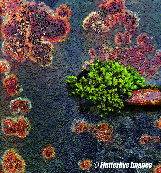 Rusting Still Life
