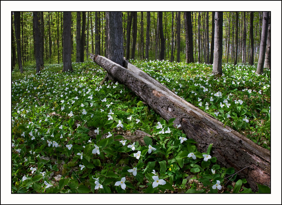 Trillium Woods #2