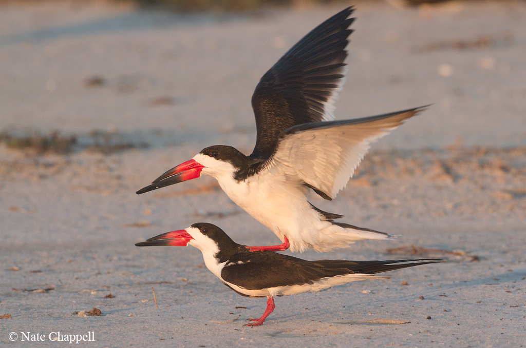 Black Skimmers